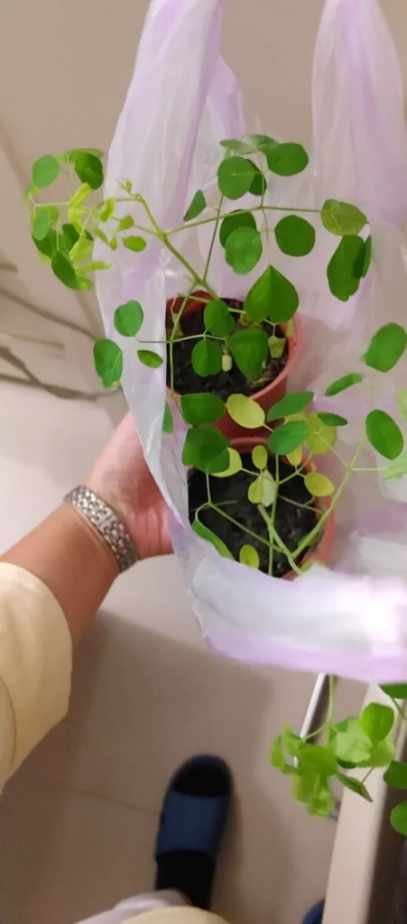 圖 / 從彰化的花樹銀行帶回了兩棵辣木苗