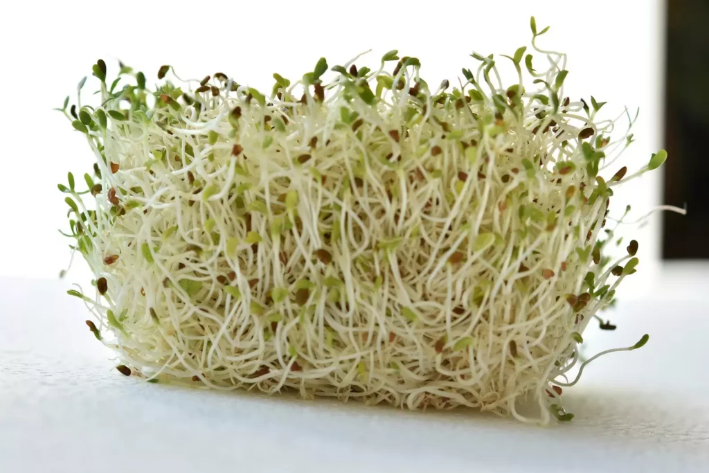 圖／食用苜蓿芽也要注意其含天然有毒成分。